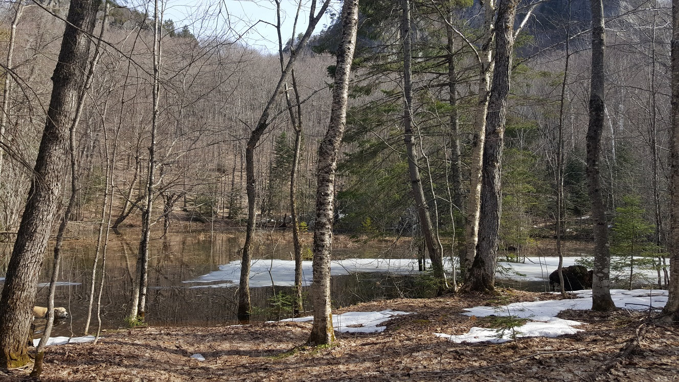 Snow melt pond in the forest.