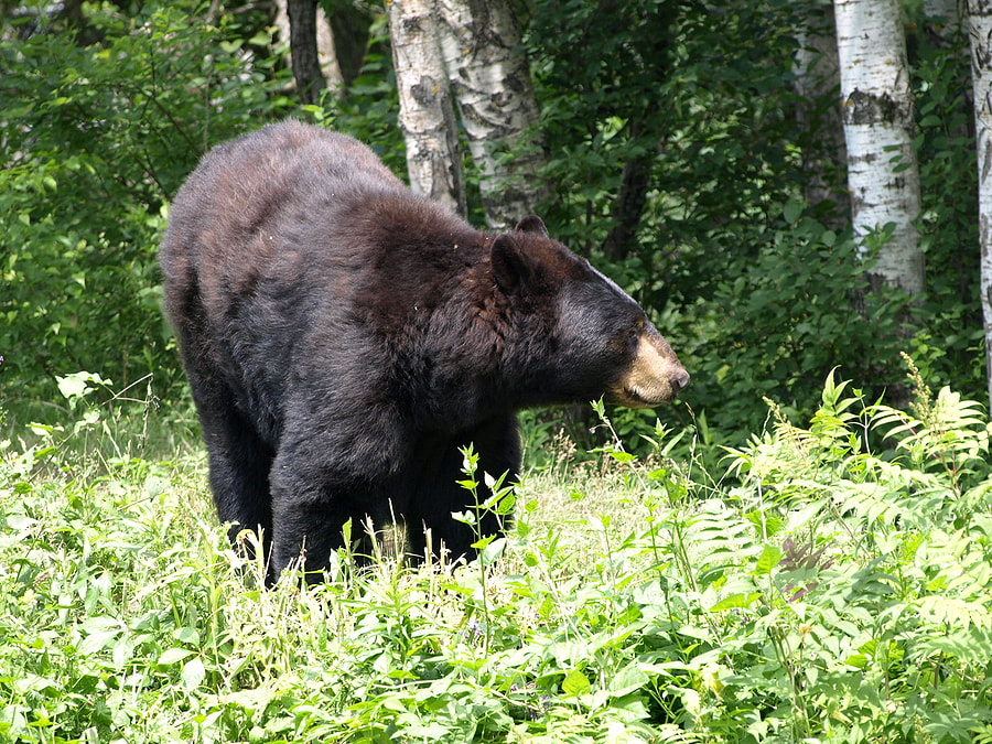 Blaq Bear in sun on edge of forest