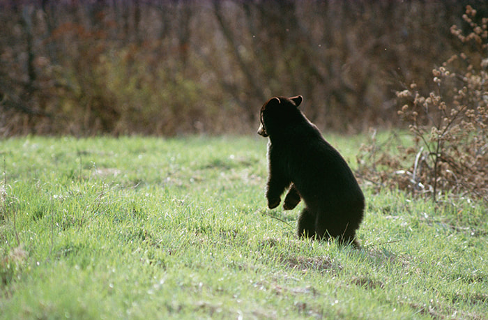 Black Bear cub romping on grass