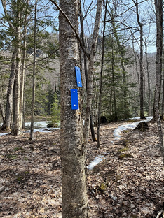 A blue blaze set above and to the right of another blue blaze, both fixed onto a tree trunk.