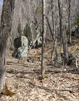 Large erratic boulders within the forest trees.